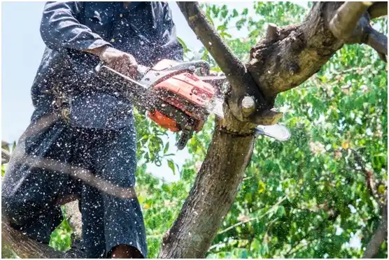 tree services Elim